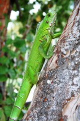Iguane vert, guadeloupe