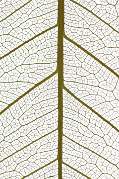 Nervures de feuille isol&eacute;es