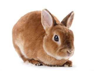Rabbit.