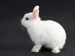 Rabbit.
