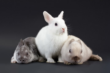 3 Rabbit baby