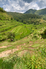 Fototapeta na wymiar pól ryżowych w Bali, Indonezja