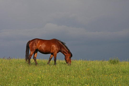 Horse