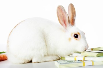 Rabbit and dollars