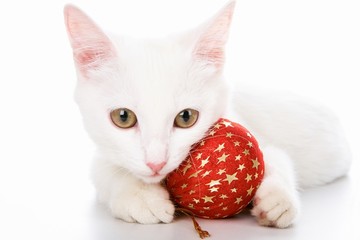 Cat with red toy