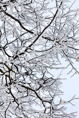 Fototapeta na wymiar Winter park in snow