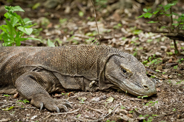 komodo dragon in natural habitat
