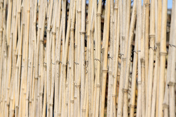 bamboo fence