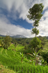 Obraz premium landscape with traditional rice field paddy in Bali, Indonesia