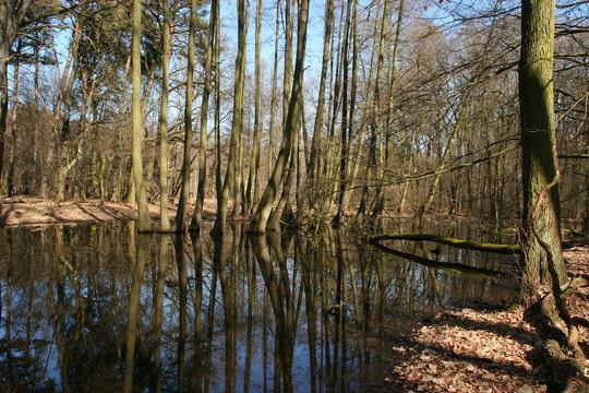 Biberteich