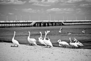 birds at pier