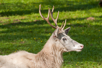 albino deer
