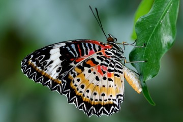 Schmetterling
