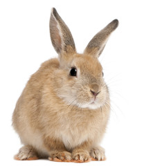 Obraz premium Królik Bunny przed białym tle