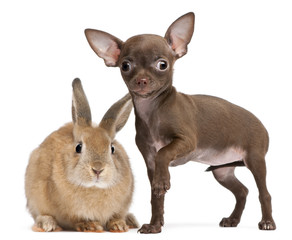 Chihuahua puppy, 10 weeks old, and rabbit