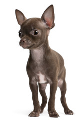 Fototapeta premium Chihuahua puppy, 10 weeks old, standing