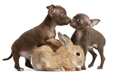 Fototapeta premium Chihuahua puppies, 10 weeks old, and rabbit