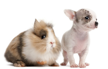 Fototapeta na wymiar Chihuahua puppy, 10 weeks old, and rabbit