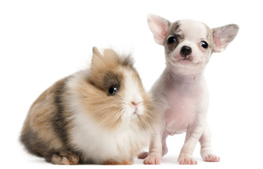 Chihuahua puppy, 10 weeks old, and rabbit