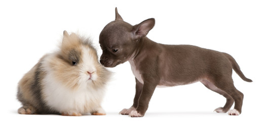 Chihuahua puppy, 10 weeks old, and rabbit