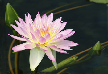 Pink water lily with buds and leaf