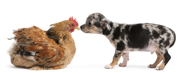 Chihuahua puppy interacting with a hen