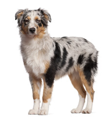 Australian Shepherd dog standing in front of white background
