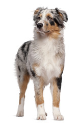 Australian Shepherd dog standing in front of white background