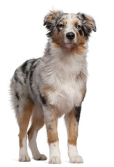 Australian Shepherd dog standing in front of white background