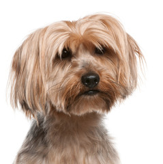 Yorkshire Terrier, 5 years old, in front of white background