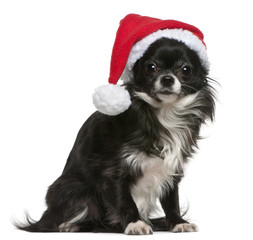 Chihuahua in Santa hat, 18 months old, sitting