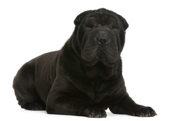 Shar Pei, 1 year old, lying in front of white background