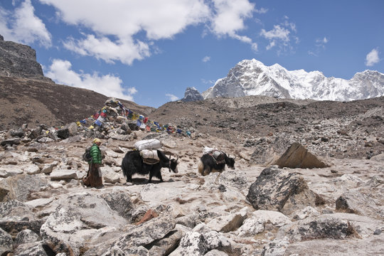 Yaks with supplies heading to Everest Base Camp in Nepal