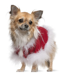 Chihuahua (17 months old) dressed with a red sweater