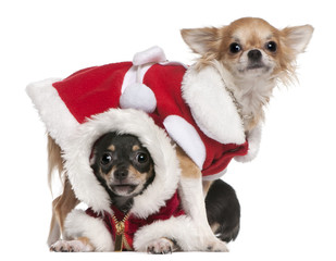 Chihuahuas dressed in Santa outfits for Christmas