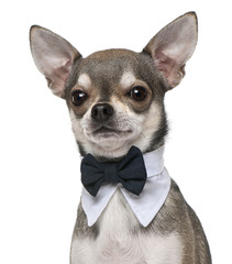 Chihuahua wearing bowtie, 3 years old