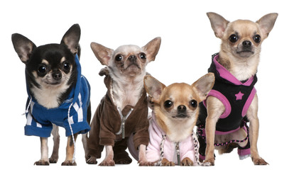 Mexican Hairless dog and Chihuahuas in front of white background