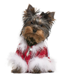 Yorkshire Terrier puppy dressed up, 4 months old, sitting