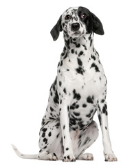 Mixed breed dog with a Dalmatian, 2 years old, sitting - obrazy, fototapety, plakaty