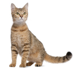 Bengal cat, 19 months old, sitting in front of white background