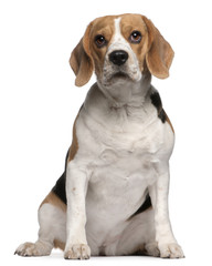 Beagle puppy, 12 months old, sitting