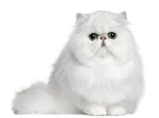 Foto op Aluminium Persian cat, 8 months old, sitting in front of white background © Eric Isselée