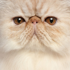 Close-up of Persian kitten, 3 and a half years old