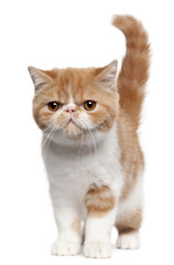Exotic Shorthair kitten, 4 months old, standing