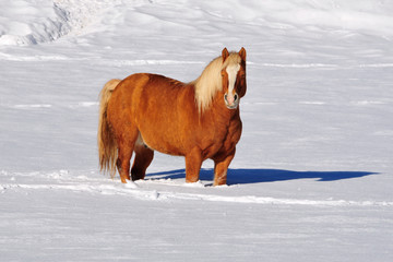 cavallo nella neve in montagna - Dolomiti del Trentino