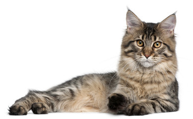 Maine Coon cat, 9 months old, lying