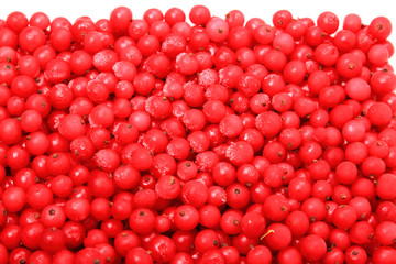 Frozen berries red currants