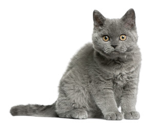 Obraz premium Selkirk Rex kitten, 3 months old, sitting