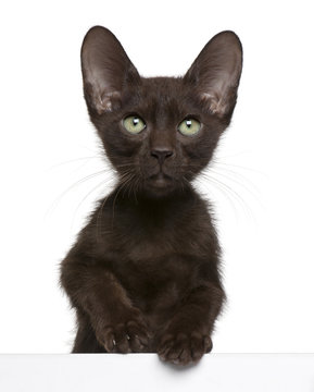 14 Best Havana Brown Cat Images Stock Photos Vectors Adobe Stock 14 Best Havana Brown Cat Images Stock Photos Vectors Adobe Stock