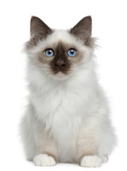 Birman kitten, 4 months old, sitting